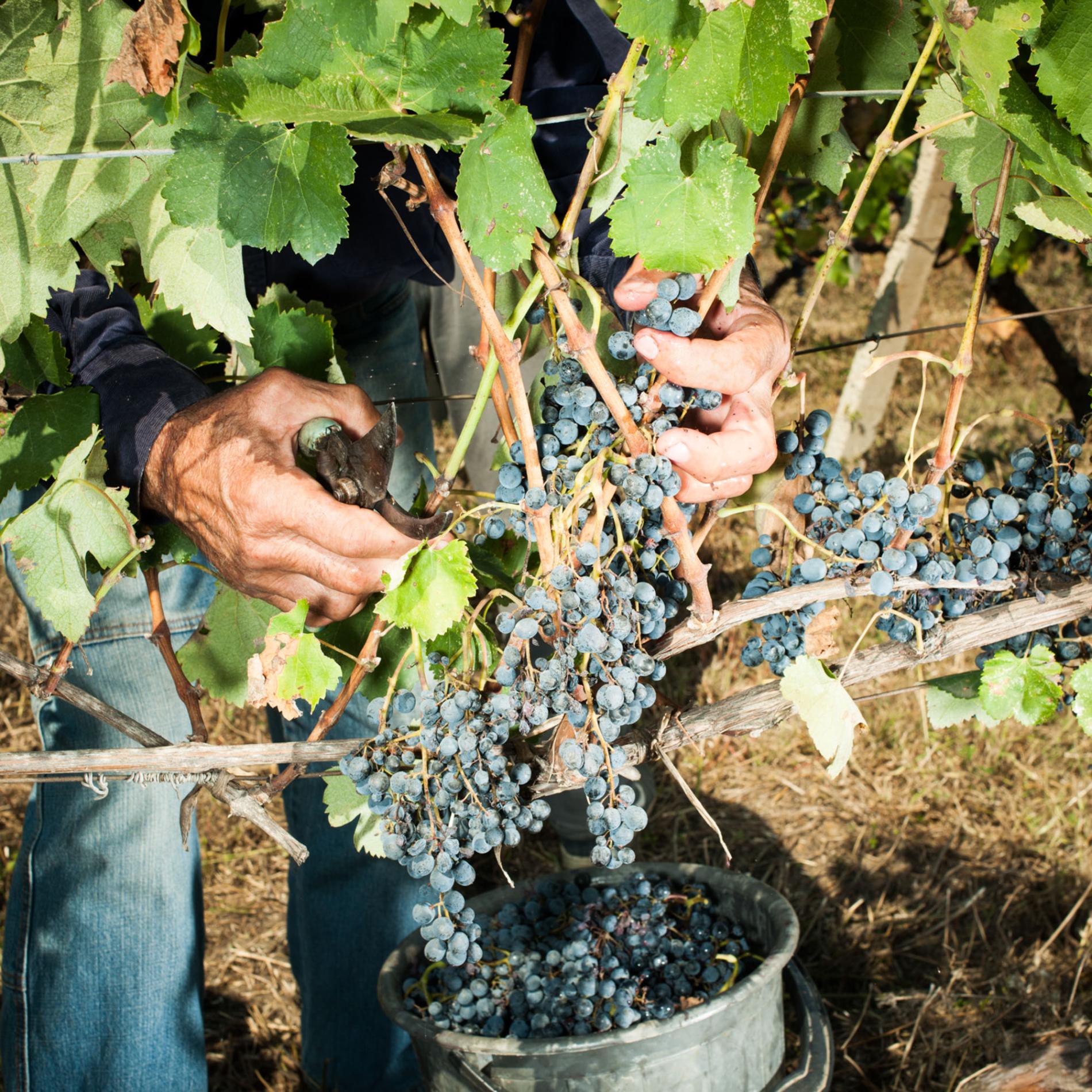 Oldest evidence of wine-making found near Tbilisi geotv.ge